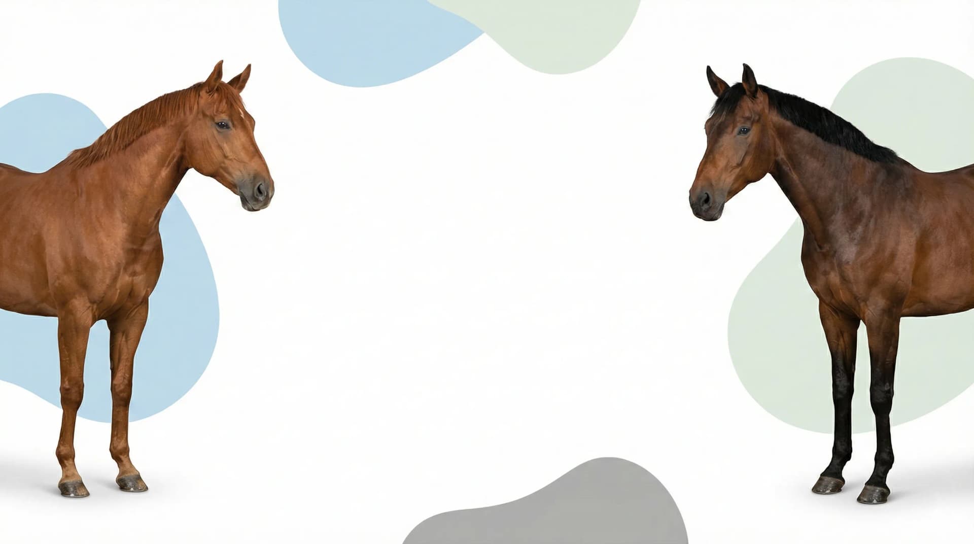 Pacific Pet Supplies - Fournitures pour chevaux